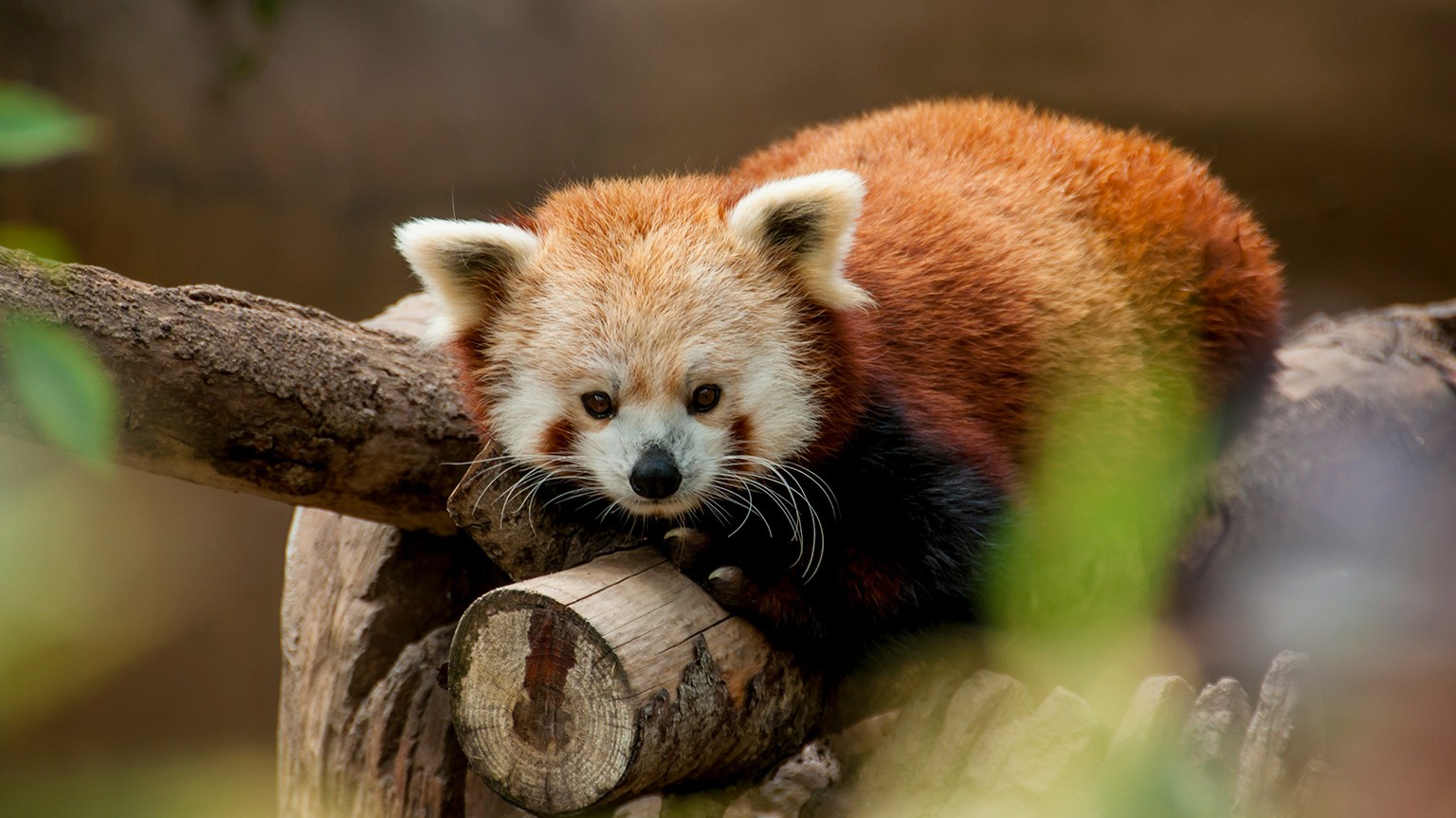 Red Panda