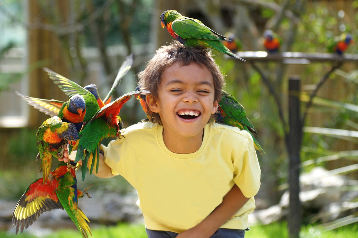 lory-landing-at-Drusillas-Park